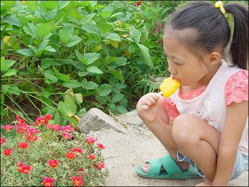 그런데 '놀아줘 대마왕'인 우리 딸은? 채송화를 아직까지 보고 있네요. 저녁이 되면 채송화가 잠자기 위해 꽃이 오그라들었다가 아침에 다시 핀다고 말해 주었더니, 잠들 때까지 지켜본다고 저렇게 고집을 피우는 중입니다. 결국 녀석의 채근에 못 이겨 잠자는 채송화 보기 위해 저녁까지 기다렸다가 늦게 왔답니다. 덕분에 부모님하고 정겹게 저녁 먹고 왔습니다. 